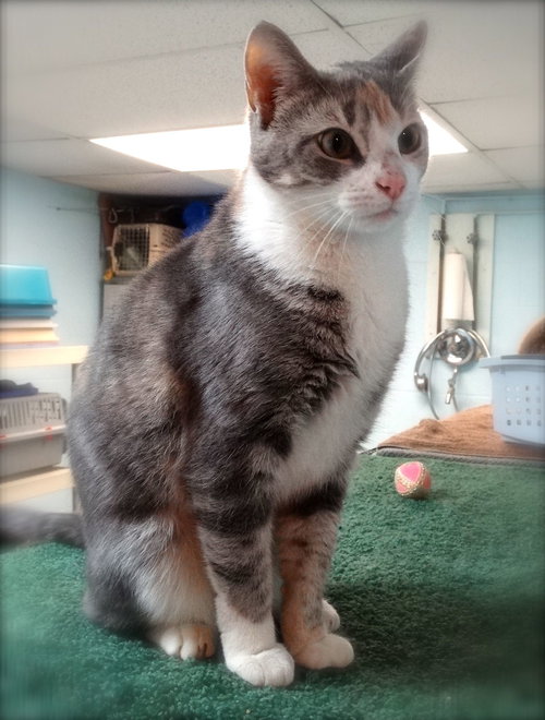 SOOKIE II - Domestic Short Hair available for adoption