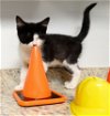 adoptable Cat in colonia, NJ named Selena