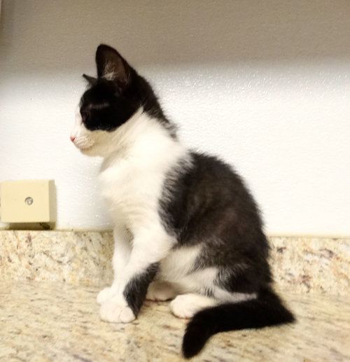 SELENA - Domestic Short Hair available for adoption