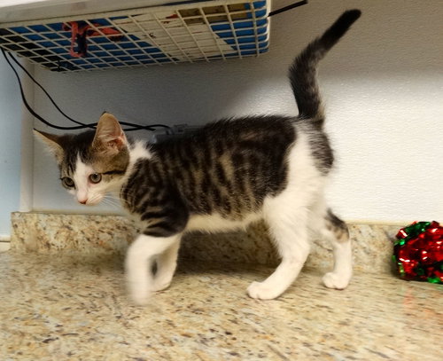 picture of the cat needing adoption
