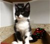 adoptable Cat in colonia, NJ named Sandra