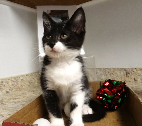 SANDRA - Domestic Short Hair available for adoption