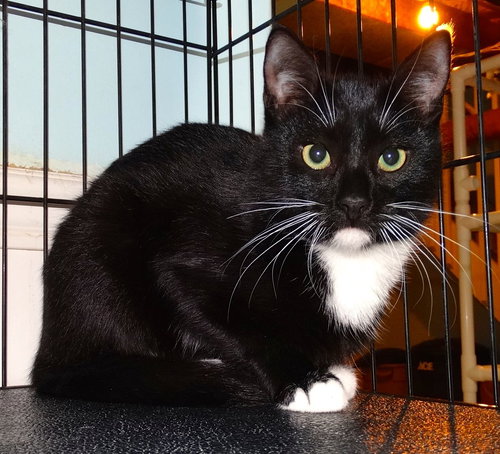 picture of the cat needing adoption