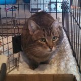 adoptable Cat in Colonia, NJ named Mallory
