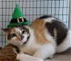 adoptable Cat in colonia, NJ named Sadie II