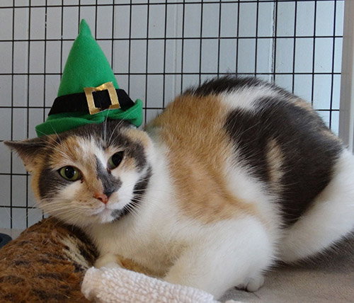 SADIE II - Domestic Short Hair available for adoption