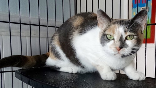 SADIE II - Domestic Short Hair available for adoption