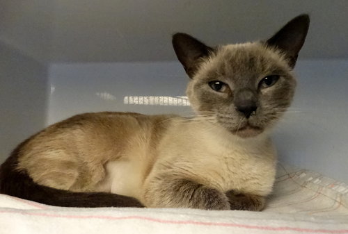 TESSA - Siamese / Domestic Short Hair available for adoption