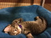 Bon Jovi (Cooper) - Photo 3