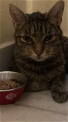 adoptable Cat in colonia, NJ named Bon Jovi (Cooper)
