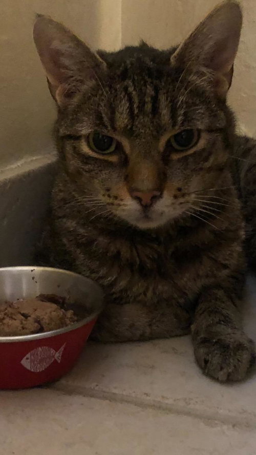 BON JOVI (COOPER) - Domestic Short Hair available for adoption