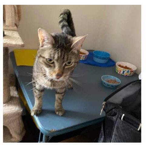 BON JOVI (COOPER) - Domestic Short Hair available for adoption
