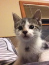 Bruce (Meeks) - Photo 3