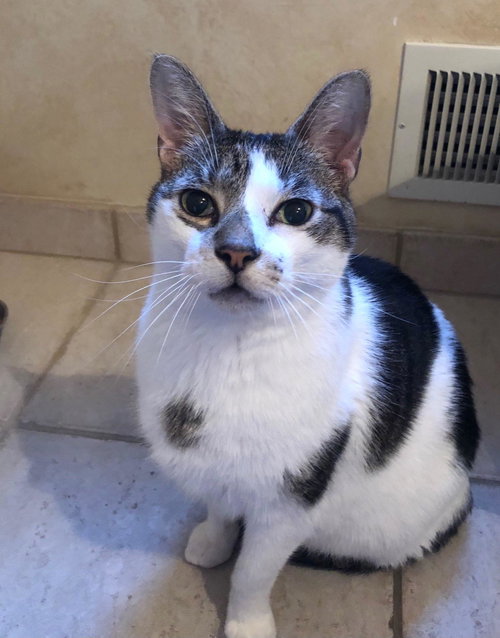 BRUCE (MEEKS) - Domestic Short Hair available for adoption