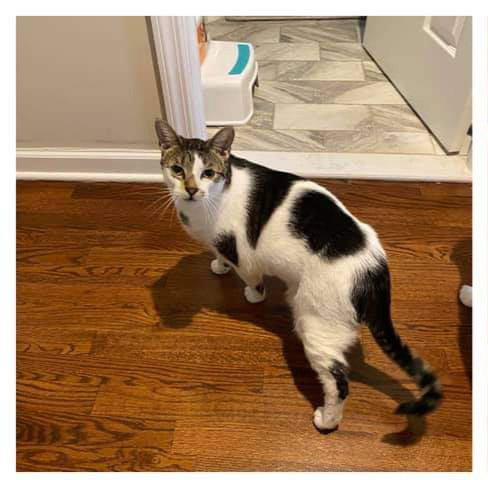 BRUCE (MEEKS) - Domestic Short Hair available for adoption
