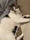 Bruce (Meeks) - Photo 4