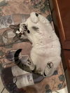 Bruce (Meeks) - Photo 5