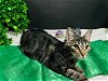 adoptable Cat in fayetteville, GA named Haver