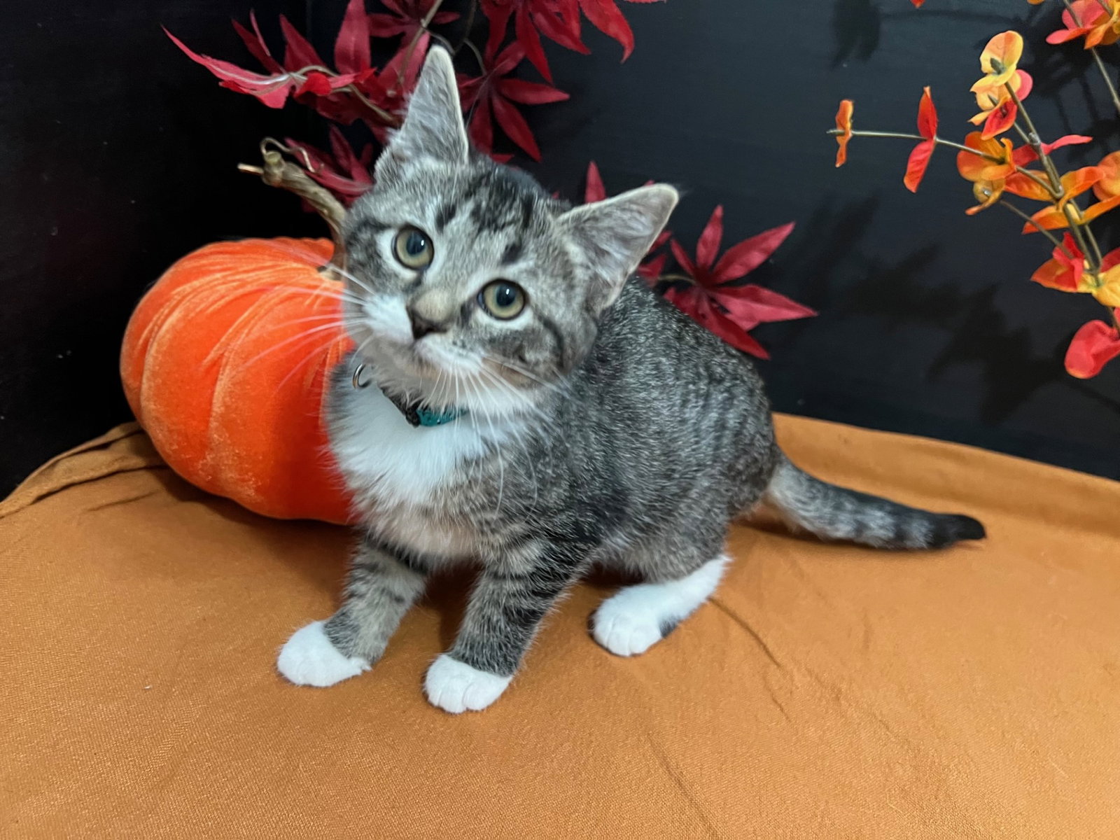 Cats for Adoption in Atlanta, Alpha Paw