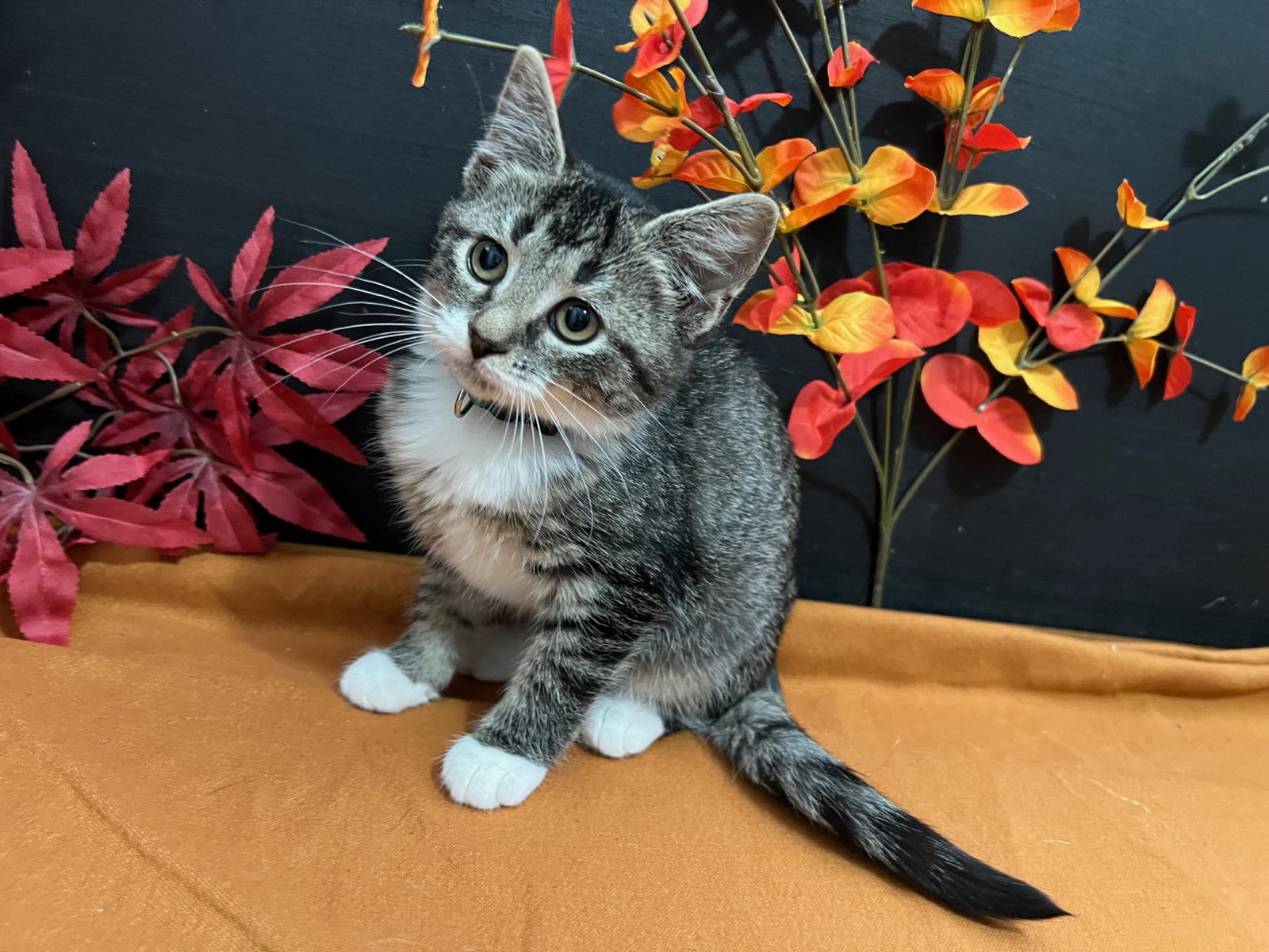 Cats for Adoption in Atlanta, Alpha Paw