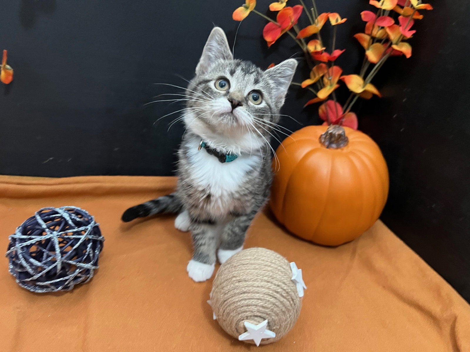 Cats for Adoption in Atlanta, Alpha Paw