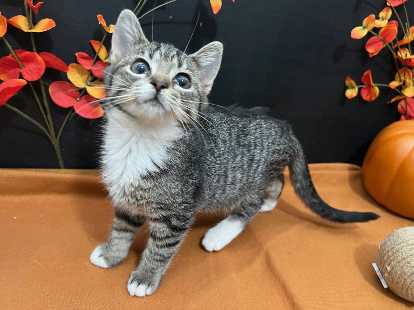 Cats for Adoption in Kennesaw, Alpha Paw