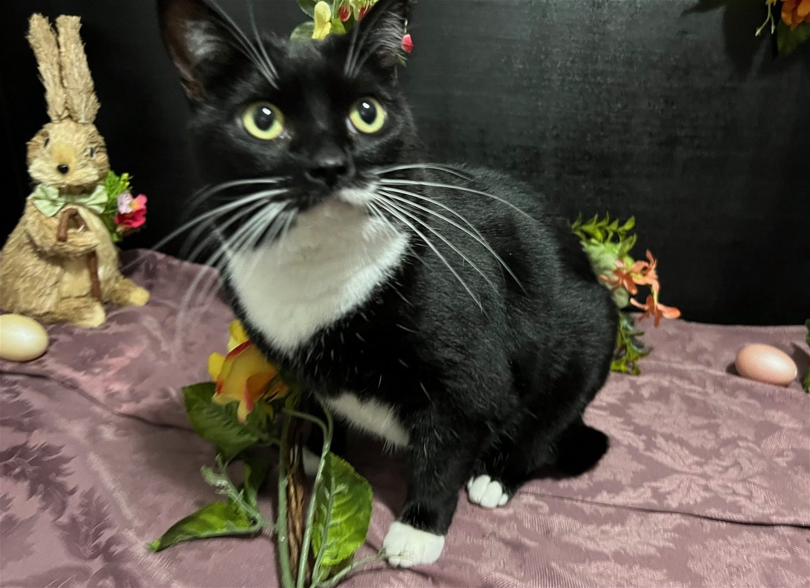 adoptable Cat in Fayetteville, GA named Coco