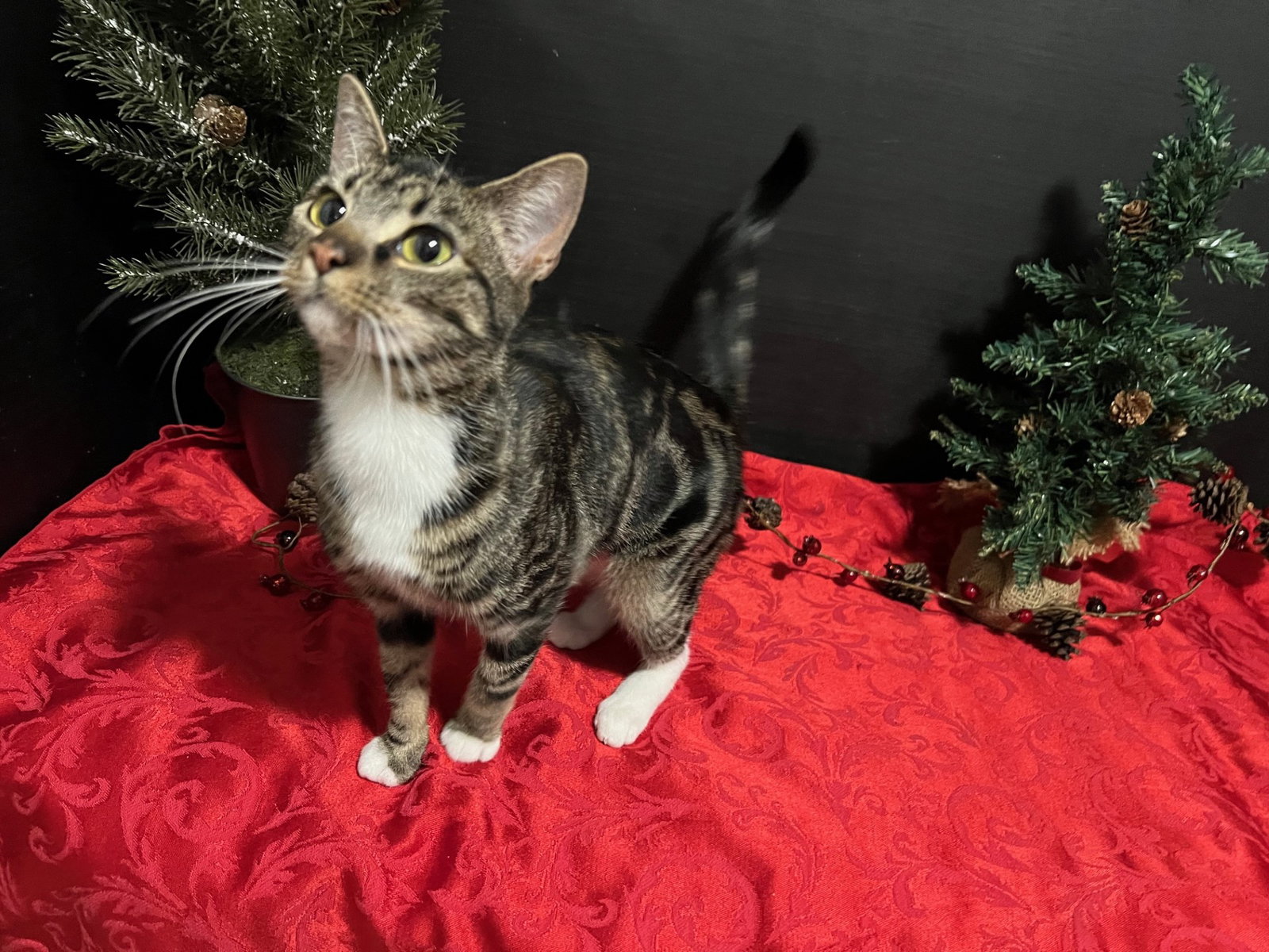 Cats for Adoption in Fayetteville, Alpha Paw