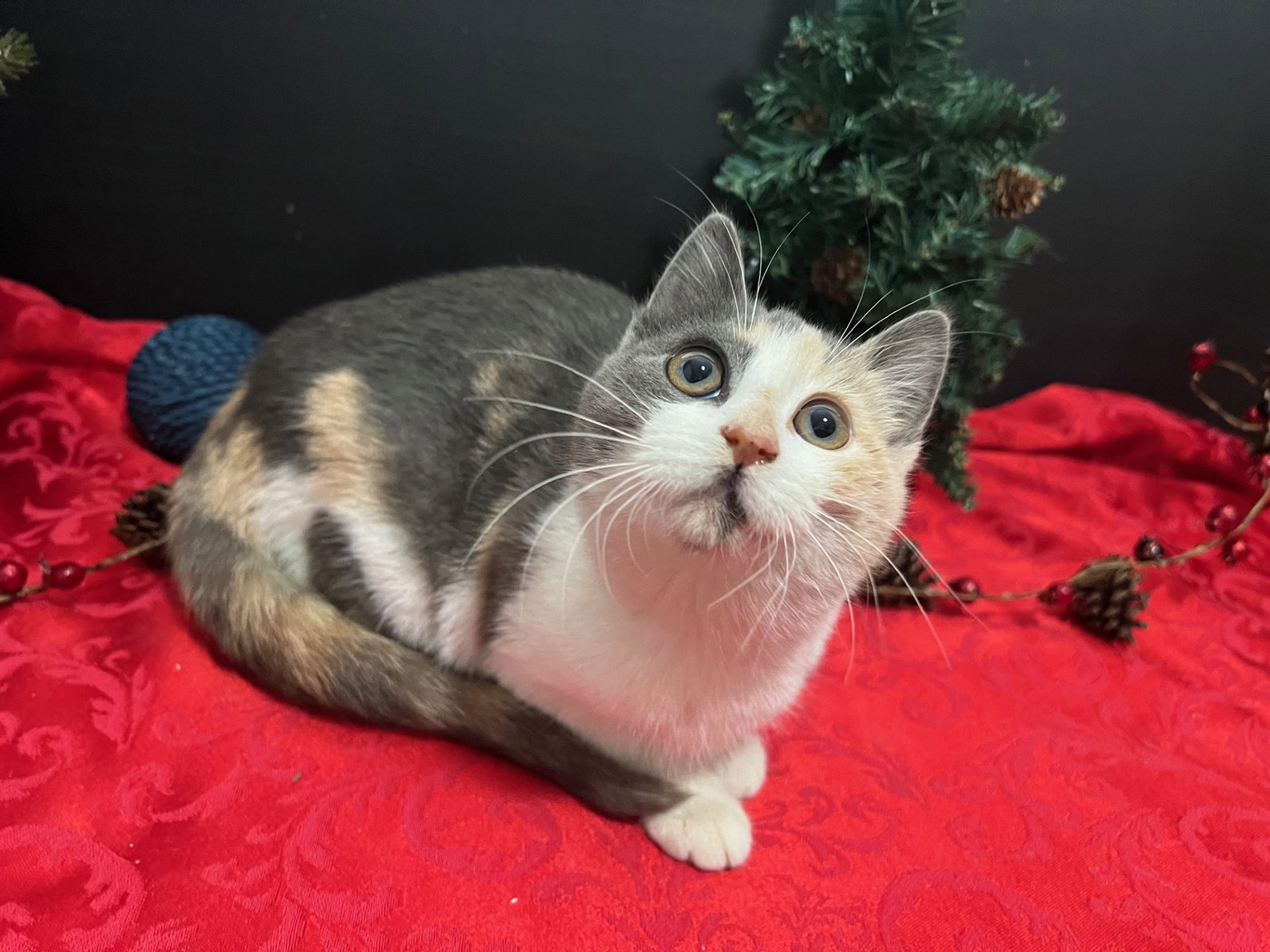 Cats for Adoption in Carrollton, Alpha Paw