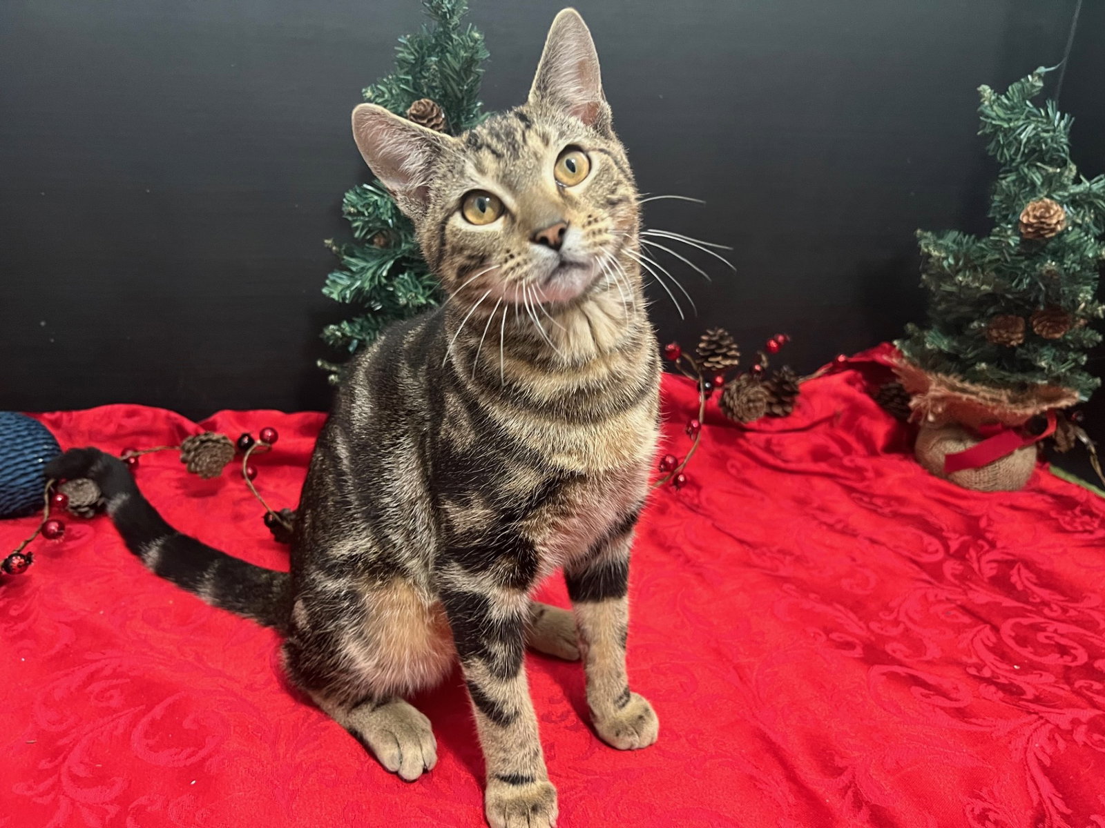 Cats for Adoption in Atlanta, Alpha Paw