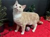 adoptable Cat in fayetteville, GA named Nacho