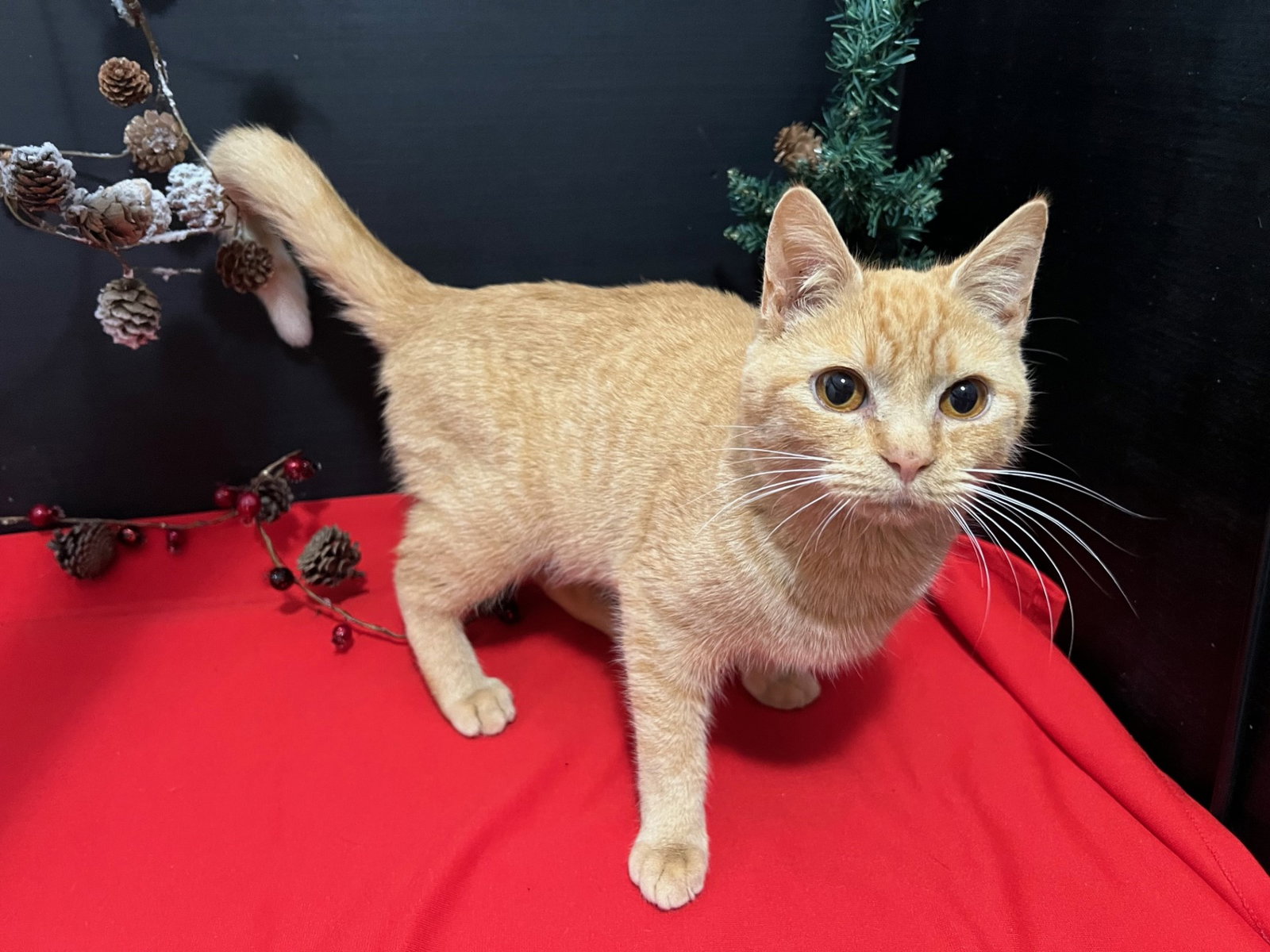 Cats for Adoption in Kennesaw, Alpha Paw