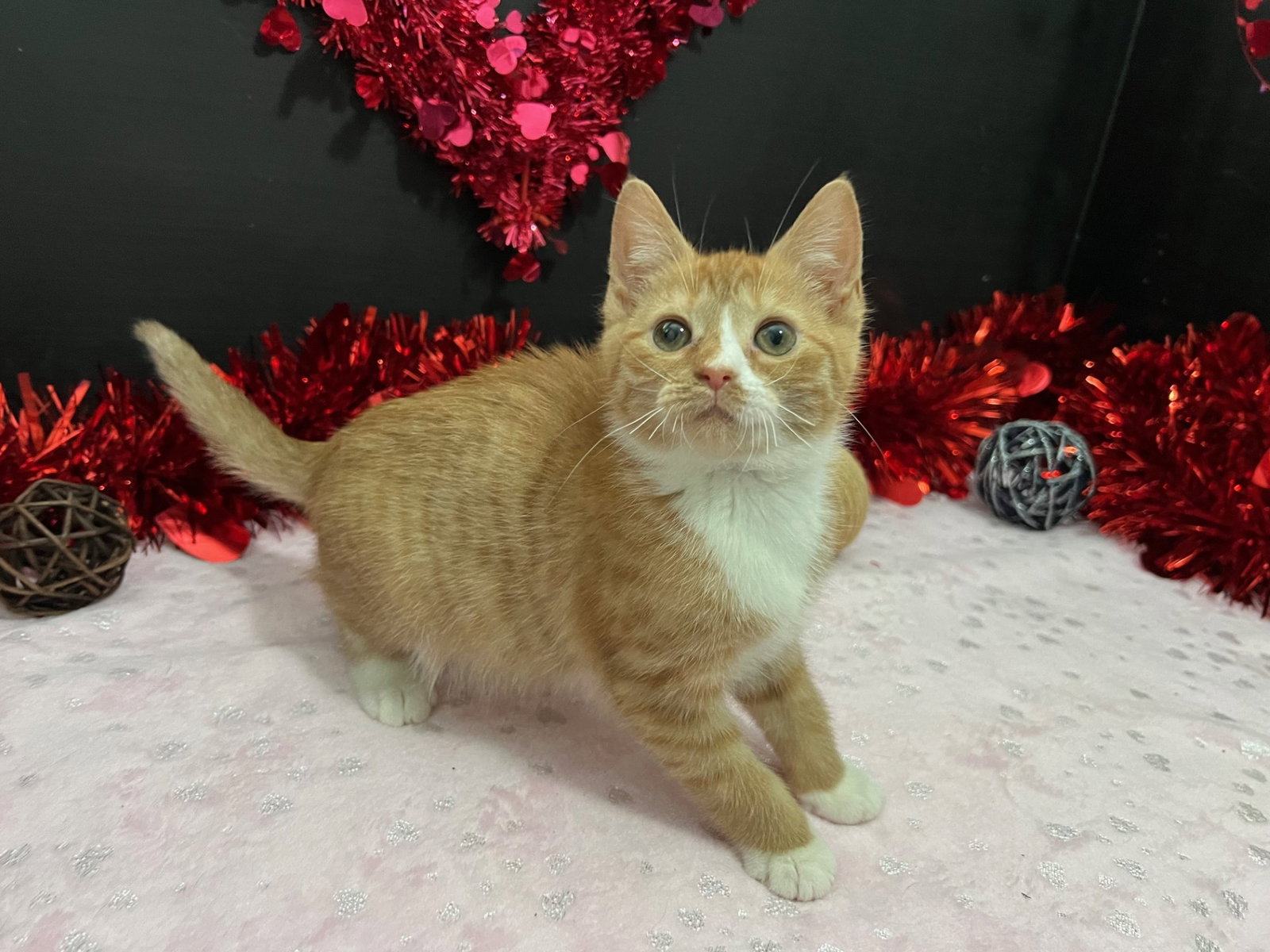 Cats for Adoption in Dallas, Alpha Paw