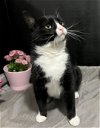 adoptable Cat in fayetteville, GA named Fairy