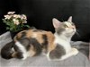 adoptable Cat in fayetteville, GA named Darla