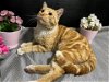 adoptable Cat in fayetteville, GA named Fairfield