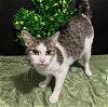 adoptable Cat in  named Star