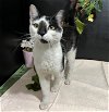 adoptable Cat in fayetteville, GA named Maurice