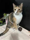 adoptable Cat in fayetteville, GA named Harley