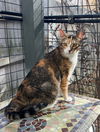 adoptable Cat in fayetteville, GA named Harley