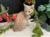 adoptable Cat in fayetteville, GA named Dexter
