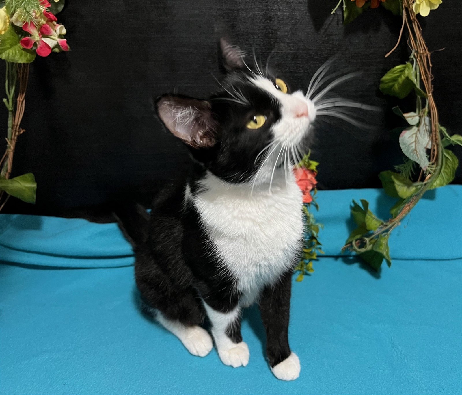 adoptable Cat in Fayetteville, GA named Henny