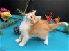 adoptable Cat in fayetteville, GA named Buttercup