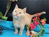 adoptable Cat in fayetteville, GA named Fanta
