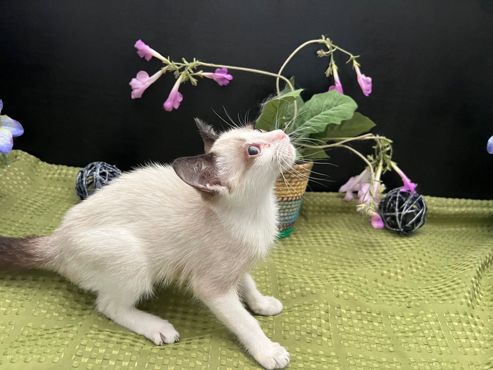 Cats for Adoption in Kennesaw, Alpha Paw