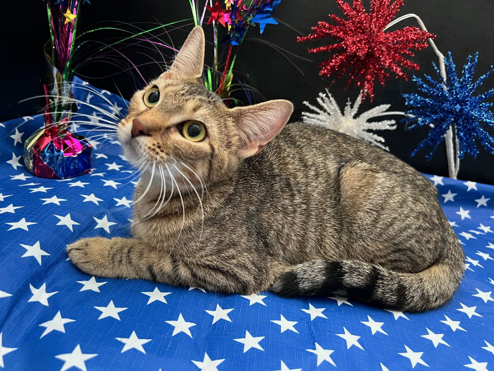 adoptable Cat in Fayetteville, GA named Wakame