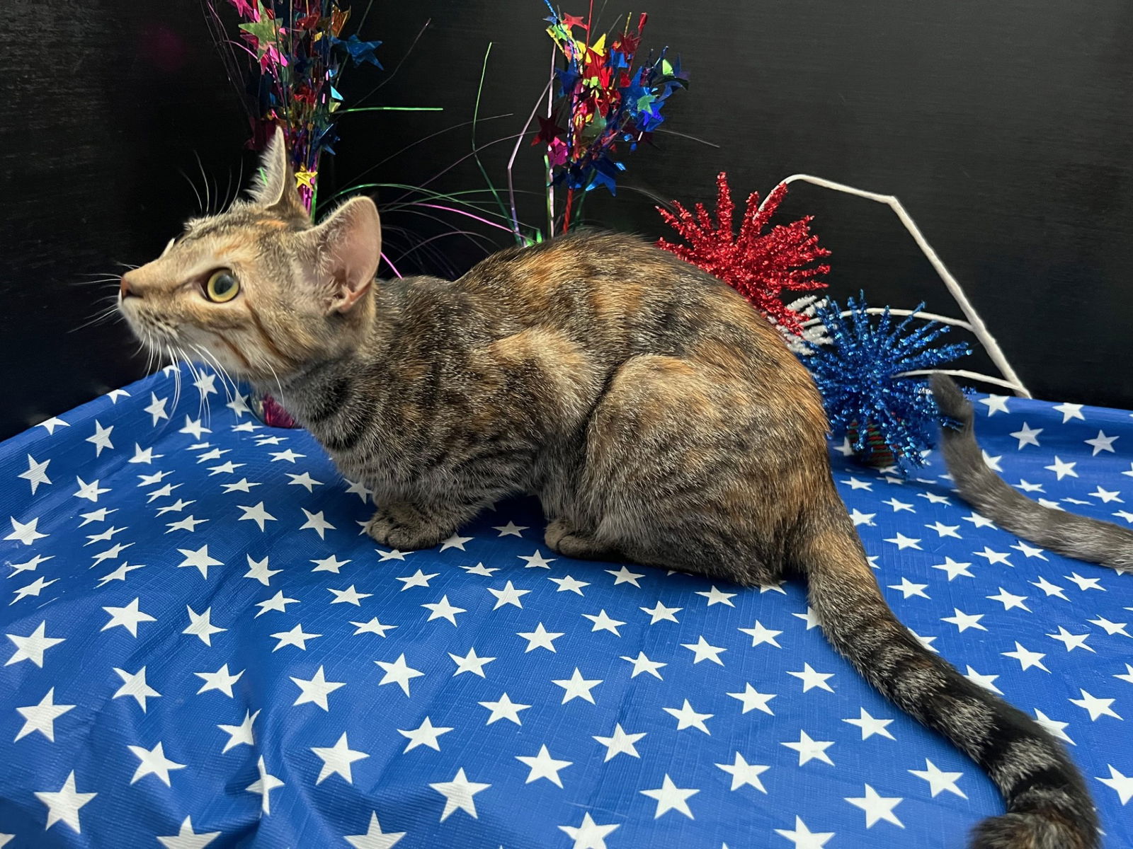 adoptable Cat in Fayetteville, GA named Vivian