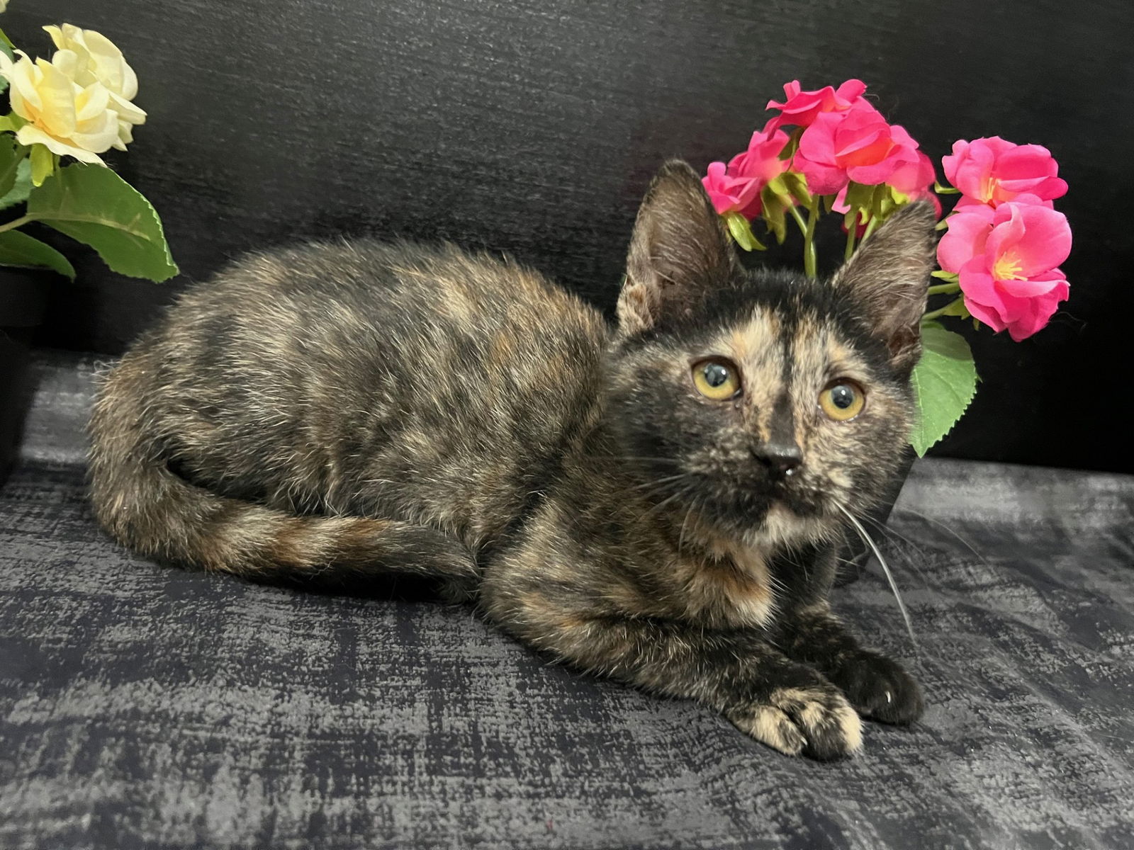 adoptable Cat in Fayetteville, GA named Savannah