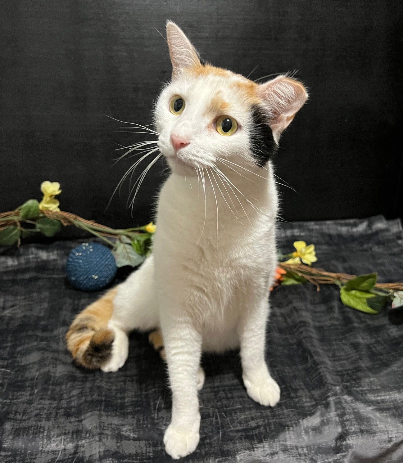 adoptable Cat in Fayetteville, GA named Sugar