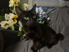 adoptable Cat in Fayetteville, GA named Blossom (FIV+)